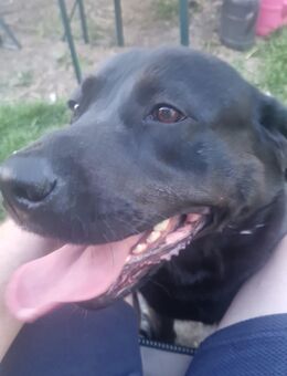 Labrador-Rotweiler Mischling in gute Hände abzugeben - Kindelbrück Zentrum