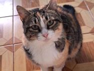 Herzliches Katzenmädchen Malaga - Karlsruhe
