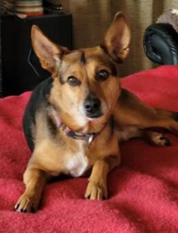 Bolita-interessiert,freundlich,dominant - Haan