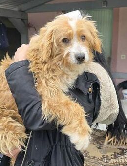 absoluter Herzensbrecher TIMMY - Mamming