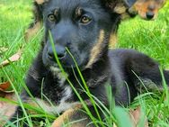 Schäferhund Mischlinge - Hamburg Altstadt