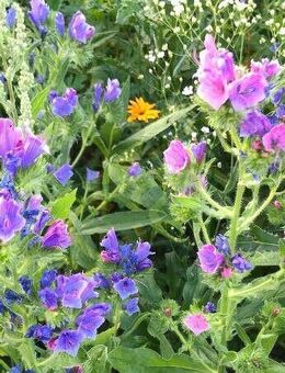 Natternkopf Samen Wildpflanze Bienen gewöhnlicher natternköpfe Nattern kopf Blumen Samen Garten Saatgut Blume rosa lila blau mehrfarbige Blüten insektenfreundliches Saatgut teilweise essbar bee Geschenk Saat Frühling SWR Vatertag Blumenwiese - Pfedelbach