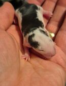 Süße Dumbo Ratten aus Hobbyzucht suchen ein Zuhause (Rex/Russisch Blue/Husky) in 13409