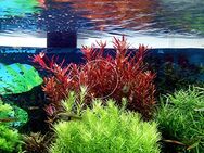 Rotala „Singapore Blood Red“ (Versand/ Abholung - Mechernich