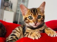 Bengal Kitten - Bad Wildbad