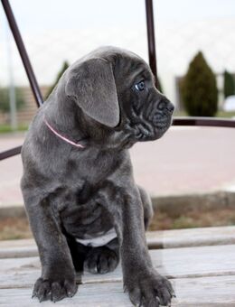 Cane corso Welpen - Köln