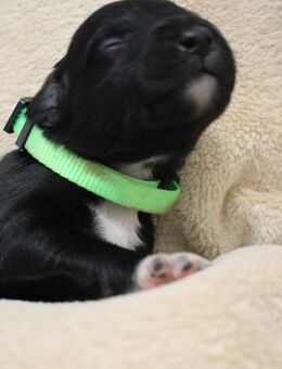 Welpen mit Köpfchen & Charme? Border Collie x Labradoodle - Wolfenbüttel