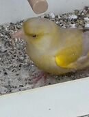 Grünfinken in 55268