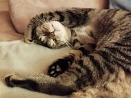 Kuschelkater sucht ruhiges Zuhause - Edemissen