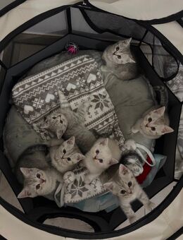Wunderschöne Britisch-Kurzhaar-Kitten suchen liebevolles Zuhause - Fernwald