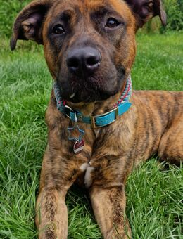 Hund sucht Körbchen - Mannheim