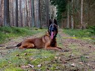 Malinois Hündin - Ingolstadt
