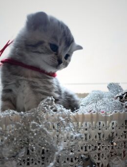 Reinrassige BKH Kitten suchen ein neues Zuhause - Berlin Charlottenburg-Wilmersdorf