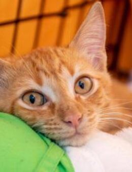 Pepito - Kittenjunge sucht sein Glück - Bad Camberg