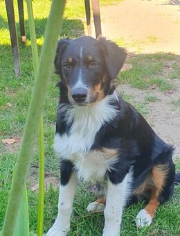 Australian shepherd Rüde - Dannenberg (Elbe)
