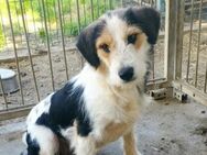 Zauberhafte Missy sucht Familie - Olsberg