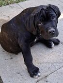 Schöne, gesunde + kräftige Cane Corso Welpen jetzt abgabebereit in 8702