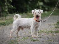 Senior Leroy Mix Rüde 9,5 Jahre alt in H - Reutlingen