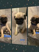 Altdeutsche Mops Welpen in 84104