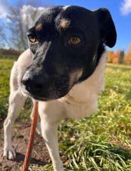 Sanfte pflegeleichte Molly sucht dich! - Mannheim