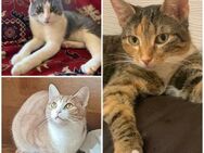 ✨Gurry, Nala & Sima 🆘NOTFALL - Eislingen (Fils)