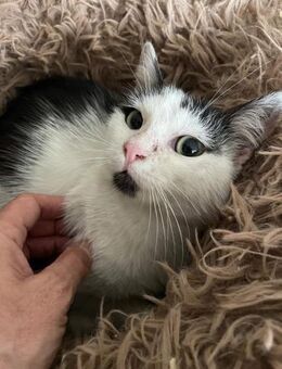 Sorina sucht Katzengesellschafft - Rambin