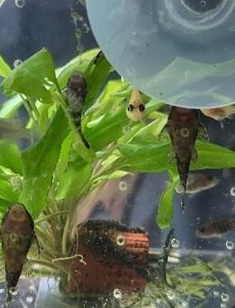 Verkaufe Antennenwelse - Pforzheim