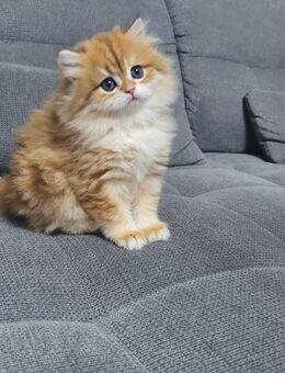 Wunderschönes BLH Kitten tabby classic - Schwalbach