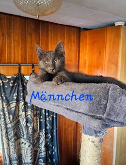 Mainecoon Mix Kitten - Berge (Brandenburg)