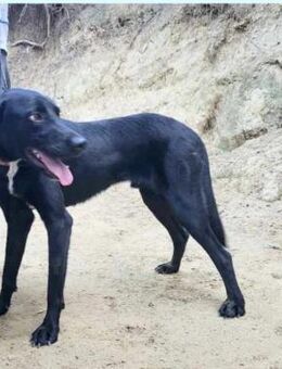 Schwarze Schönheit Teddy sucht Zuhause - Kropp