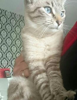 Zwei ältere Katzen suchen liebevolles Zuhause! - Hohen Neuendorf