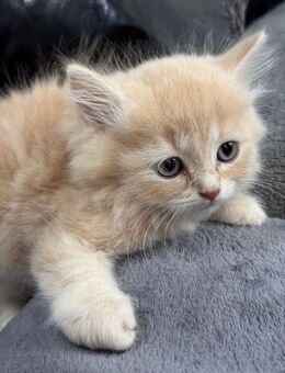 Sehr schöne baby katzen - Bonn Poppelsdorf