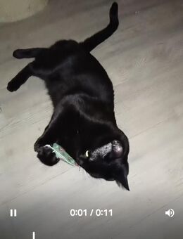 Main coon. Kater schwarz sehr verschmusst - Gaggenau