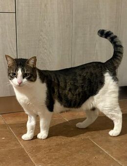 Flop aus dem Tierschutz - Grevenbroich