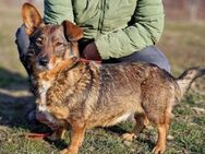 ❤️ Amy - coolster Hund überhaupt.... ❤️ - Overath