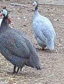 Perlhuhn Pärchen in 46509