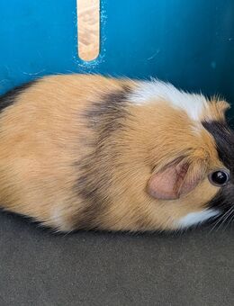 Meerschweinchen Böckchen - Eulgem
