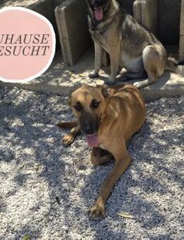 Sensible ZETA sucht ihre Herzmenschen ❤️ - Saarbrücken