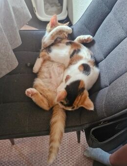 2 Bkh Mix Katzenbabys nur zusammen in gute Hände abzugeben - Kamp-Lintfort