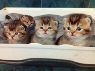 Reinrassige BKH Kitten Golden Chinchilla - Nienhagen (Niedersachsen)