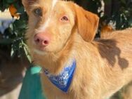 Struppelpodenco Rio ist ein Hauptgewinn - Endingen (Kaiserstuhl)