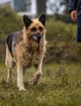 CHIKU - ruhig dabei, das ist mein Wunsch - Overath