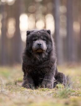 Chow Chow Hündin - Rangsdorf