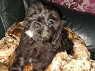 Pudel / Zwergpudel - Shih Tzu -Havaneser - Mix Welpen (Rüden) suchen ein neues Zuhause - Geldern