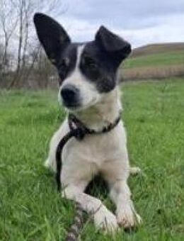 Brighi freundliche junge Hündin - Hüllhorst