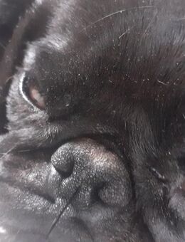 Mops rüde - Halbemond