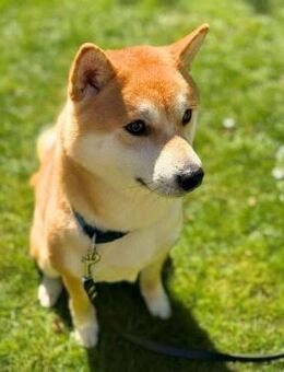 Fiete - ist meinungsstark - Löwenberger Land