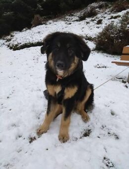 Ayla sucht ein Zuhause - Nordrach