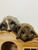 Minilop Babys Zwergwidder Zwergkaninchen in 81377