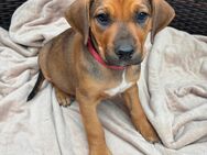 Welpen Großer Schweizer Sennenhund x Rhodesian Ridgeback - Nörvenich